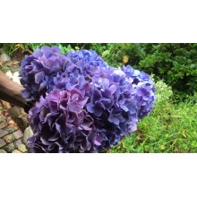 Hydrangeas G-Collection Dark Blue / Purple - Headsizes 25 cm ++