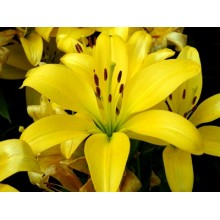 Lily - Asiflorum Yellow 3-5BUD G-Collection