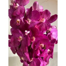 Orchid Mokara - Anna Cool