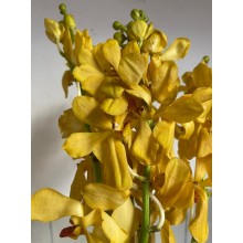 Orchid Mokara- Isabella