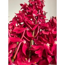Orchid Mokara- Red Valvet