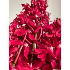 Orchid Mokara- Red Valvet