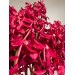 Orchid Mokara- Red Valvet