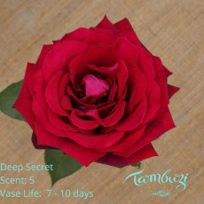 Deep Secret
