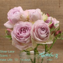 Silver Lace