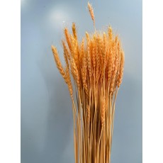 Triticum Dried Salmon Wheat (Tarwe) 70cm