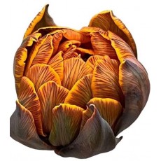 Tulip - Tigre 