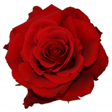 Upper Class 40-70 CM, min.100 Stems 