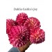 Dahlia Caitlins Joy 