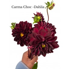 Dahlia Karma Choc