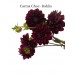 Dahlia Karma Choc