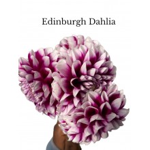 Dahlia Edinburgh Vanderfax