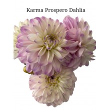 Dahlia Karma Prospero Dahlia Karma Prospero