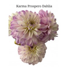 Dahlia Karma Prospero
