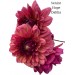Dahlia Seniors Hope 