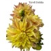 Dahlia Tyrell 