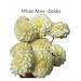 Dahlia White Aster 