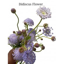 Didiscus Flower Blue 