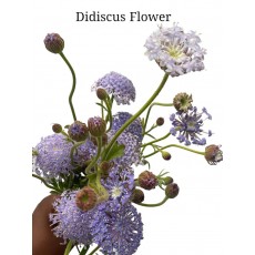 Didiscus Flower Blue 