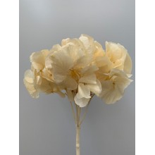 Preserved Hydrangea - Bleached