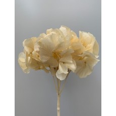 Preserved Hydrangea - Bleached