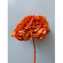 Preserved Hydrangea - Orange 15cm 