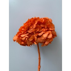 Preserved Hydrangea - Orange 15cm 