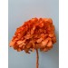 Preserved Hydrangea - Orange 15cm 