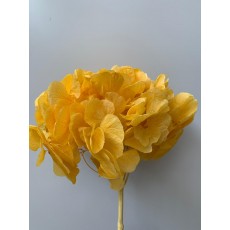 Preserved Hydrangea - Yellow 20cm 
