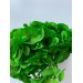 Preserved Hydrangea - Bright Green 15cm 