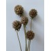 Dried Scabious Pods Dried Scabious Pods