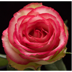 MZ Farm Box 40CM Garden Roses