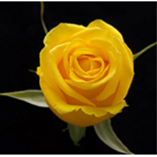 MZ Farm Box 50CM Garden Roses 