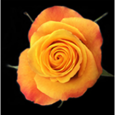 MZ Farm Box 40cm Special Premium