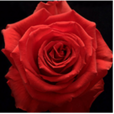 MZ FARM BOX 50CM SPECIAL PREMIUM