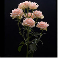 MZ FARM BOX 50CM SPRAY ROSES