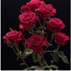 MZ FARM BOX 40CM SPRAY ROSES