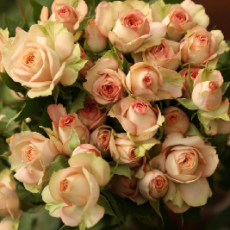 Azore Roses 