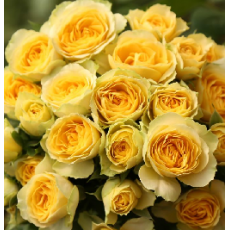 Bandolero Roses 