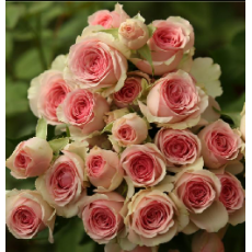 Dinara Roses