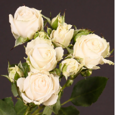 Exclusive Sensation Roses 