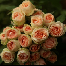 Inger Kristine Roses 