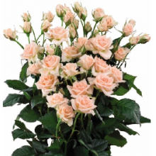 Sweet Sara Roses