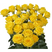 Tarantella Roses 