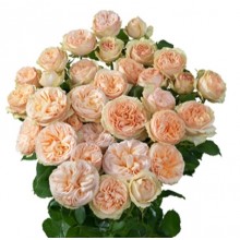 Julieta Roses 
