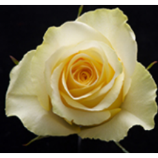 MZ FARM BOX 50CM REGULAR - PREMIUM