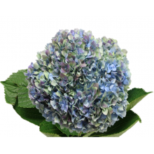 Hydrangea S-Collection Antique Blue- Green 