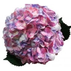 Hydrangea S-Collection Antique Cherry Queen 