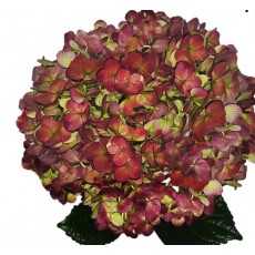 Hydrangea S-Collection Antique Autumn