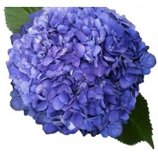 Hydrangea S-Collection Shocking Blue 